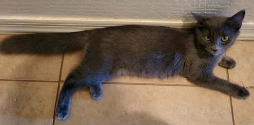 KIA PARC-FERMÉ - Domestic Medium Hair available for adoption
