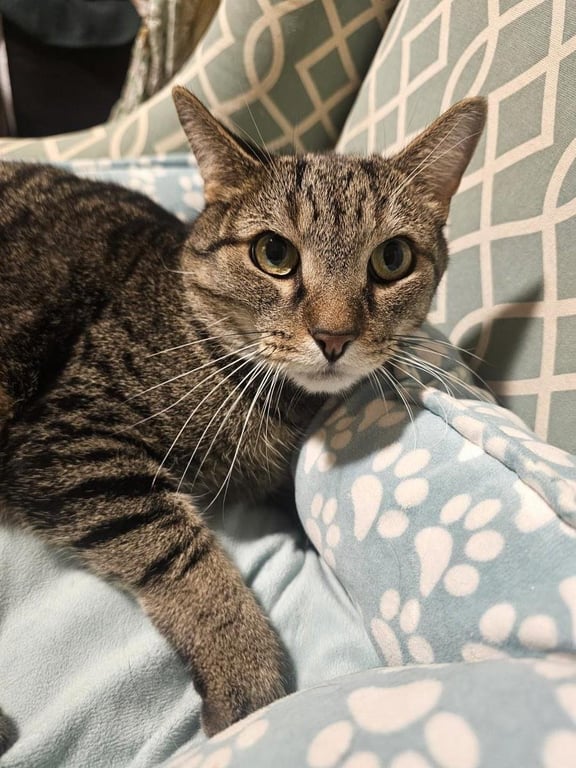 Sebastian Boop Image