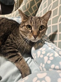 Sebastian Boop - Photo 1