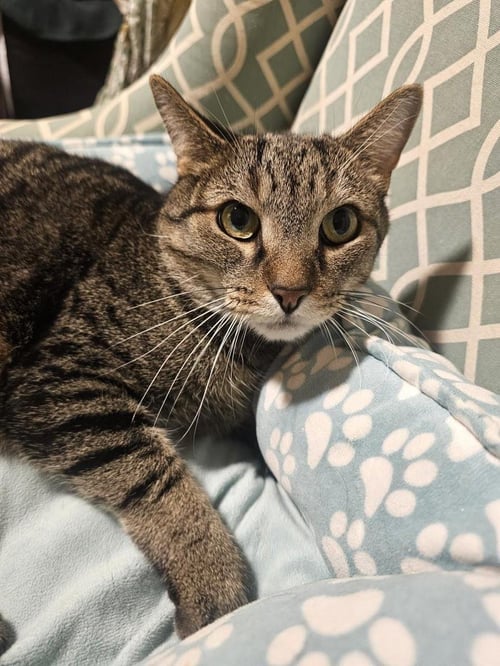 SEBASTIAN BOOP - Domestic Short Hair / Tabby available for adoption