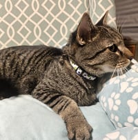 Sebastian Boop - Photo 2