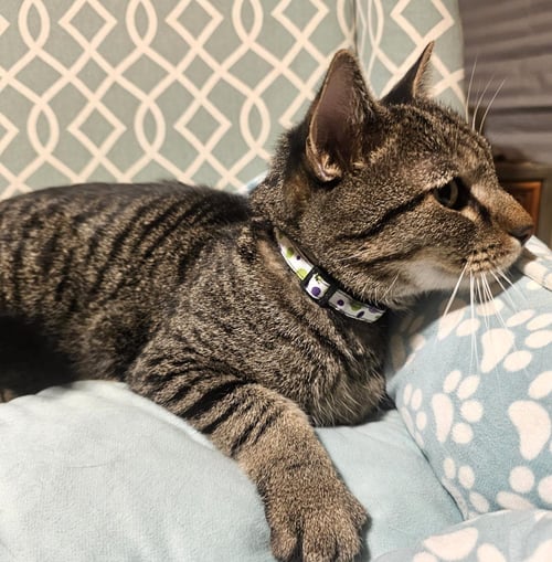 SEBASTIAN BOOP - Domestic Short Hair / Tabby available for adoption