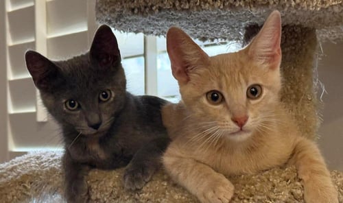 MAX HOPSCOTCH - Domestic Short Hair / Tabby available for adoption