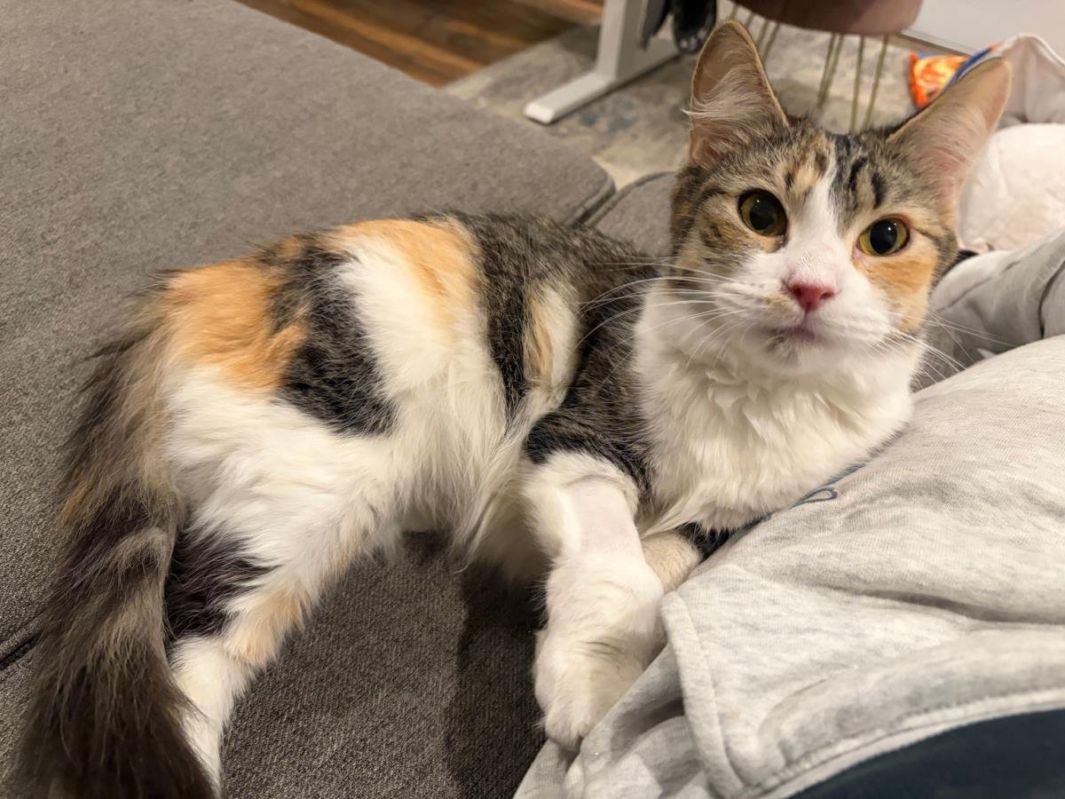 TARA TOMMY - Calico available for adoption