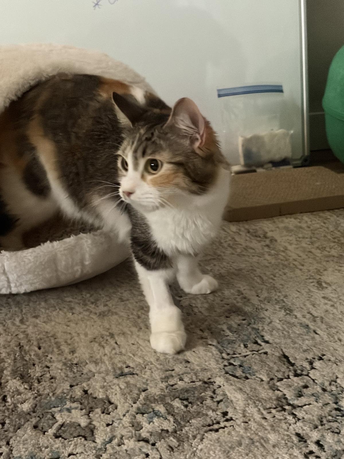 TARA TOMMY - Calico available for adoption