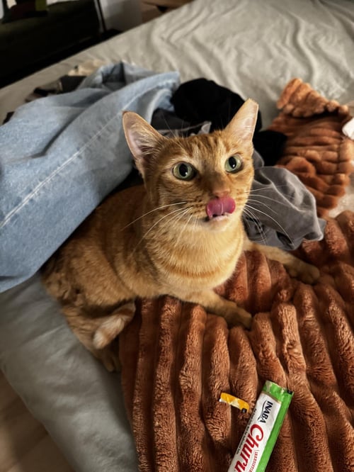 FIGGY SPECTOR - Domestic Short Hair available for adoption