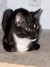 Buttercup Powerpuff - Photo 1