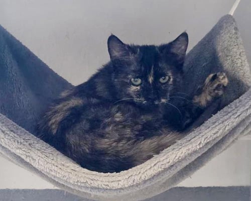 CHAI SPICEWOOD - Tortoiseshell / Domestic Short Hair for adoption in Peoria