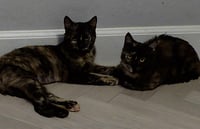 Chai Spicewood - Photo 2