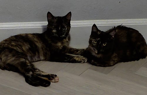 CHAI SPICEWOOD - Tortoiseshell / Domestic Short Hair available for adoption