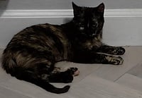 Chai Spicewood - Photo 3