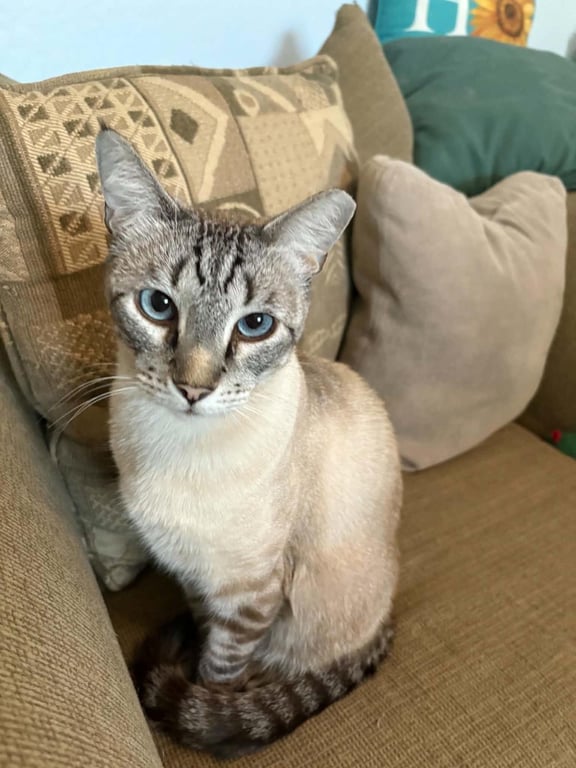Vincent Vanmeow Image