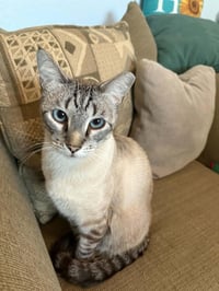 Vincent Vanmeow - Photo 1