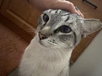 Vincent Vanmeow - Photo 2