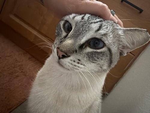 VINCENT VANMEOW - Siamese / Domestic Short Hair available for adoption