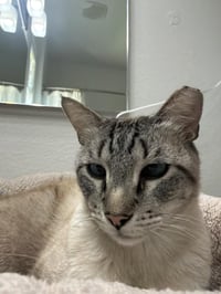 Vincent Vanmeow - Photo 3