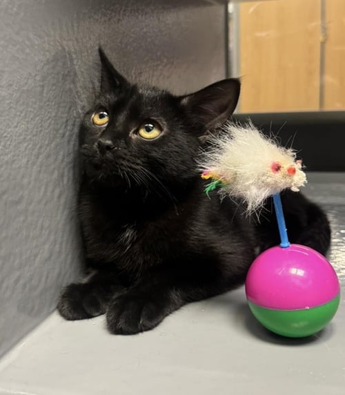 MONIQUE EWADAR - Domestic Short Hair for adoption in Chandler