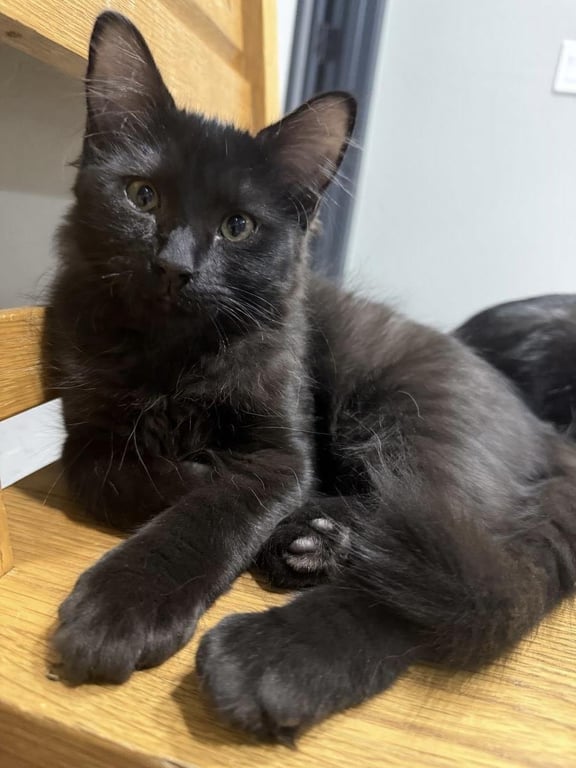 Kobe D'meow Image