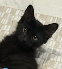 Kobe D'meow - Photo 2
