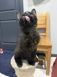 Kobe D'meow - Photo 3
