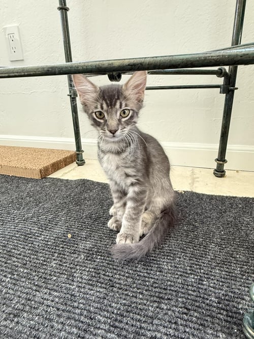 DONNER FERGUSON BONDED TO QUPID - Domestic Medium Hair available for adoption