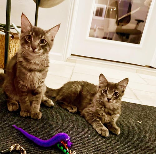 DONNER FERGUSON BONDED TO QUPID - Domestic Medium Hair for adoption in Chandler