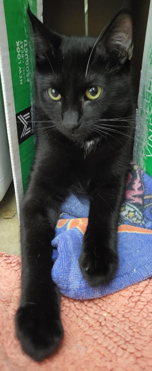 GOJI BERRI - Domestic Short Hair available for adoption