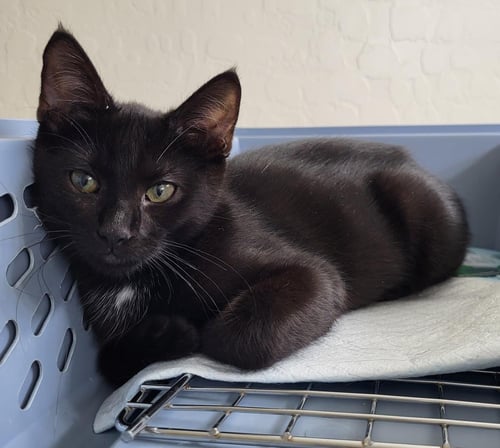 GOJI BERRI - Domestic Short Hair for adoption in Chandler