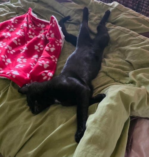GOJI BERRI - Domestic Short Hair available for adoption