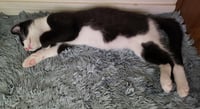 Goose Berri - Photo 2