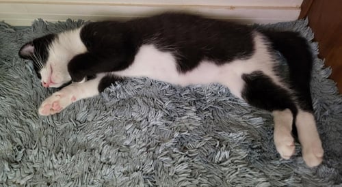 GOOSE BERRI - Domestic Short Hair / Tuxedo available for adoption