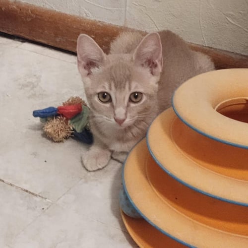 GOLDEN GRAHAM CEREAL - Tabby available for adoption