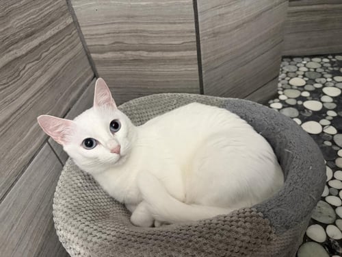 MISS MAYO - Domestic Short Hair / Siamese available for adoption