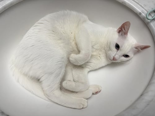 MISS MAYO - Domestic Short Hair / Siamese available for adoption