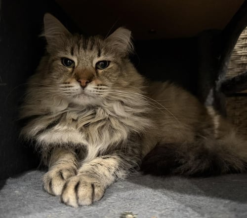 EVIE SPRING - Tabby / Torbie for adoption in Chandler