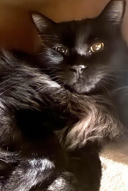 WEDNESDAY ADAMS - Domestic Medium Hair available for adoption