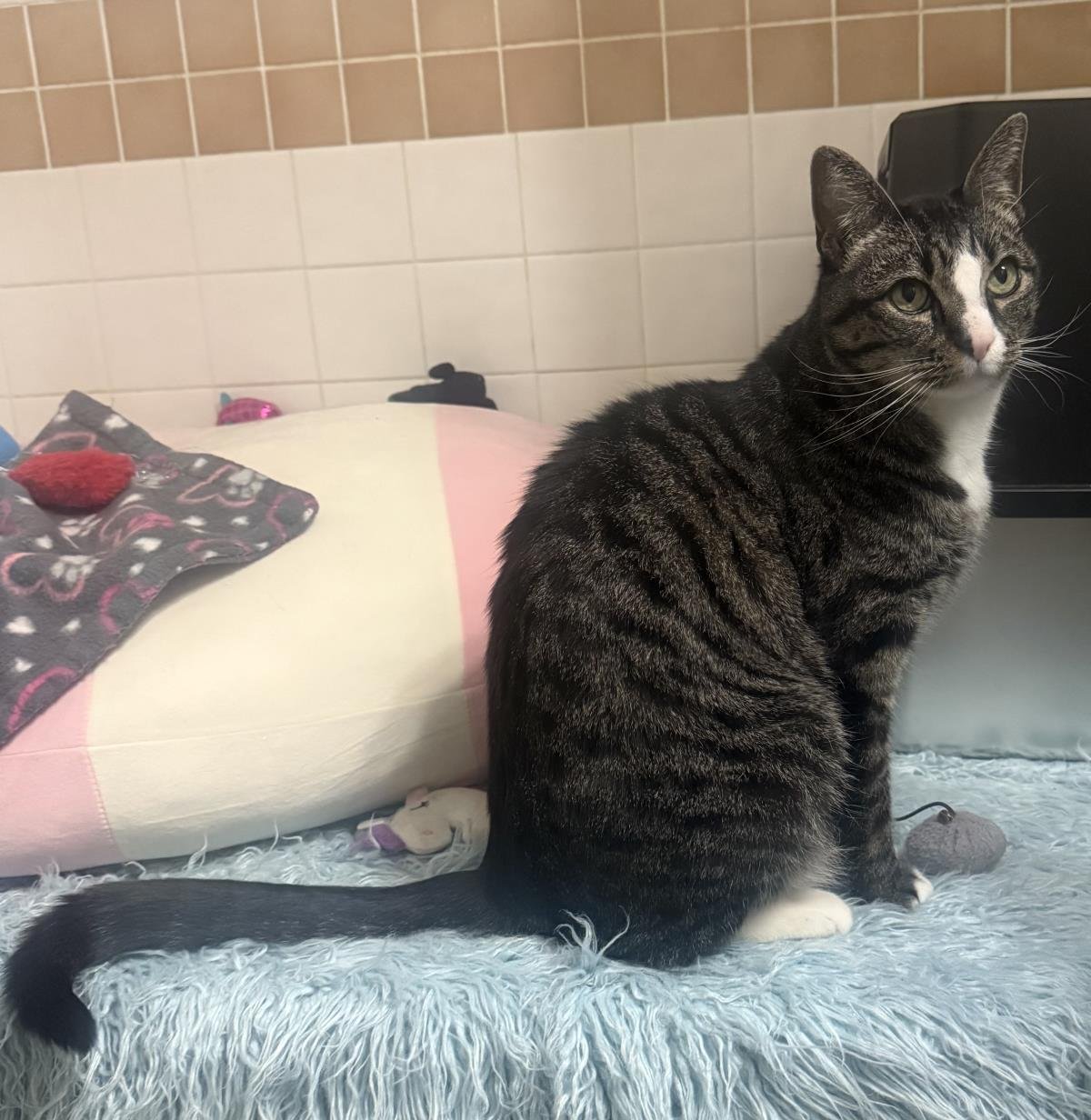 WILSON VONMEOW - Domestic Short Hair / Tabby available for adoption