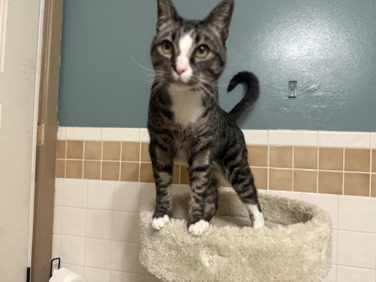 WILSON VONMEOW - Domestic Short Hair / Tabby available for adoption