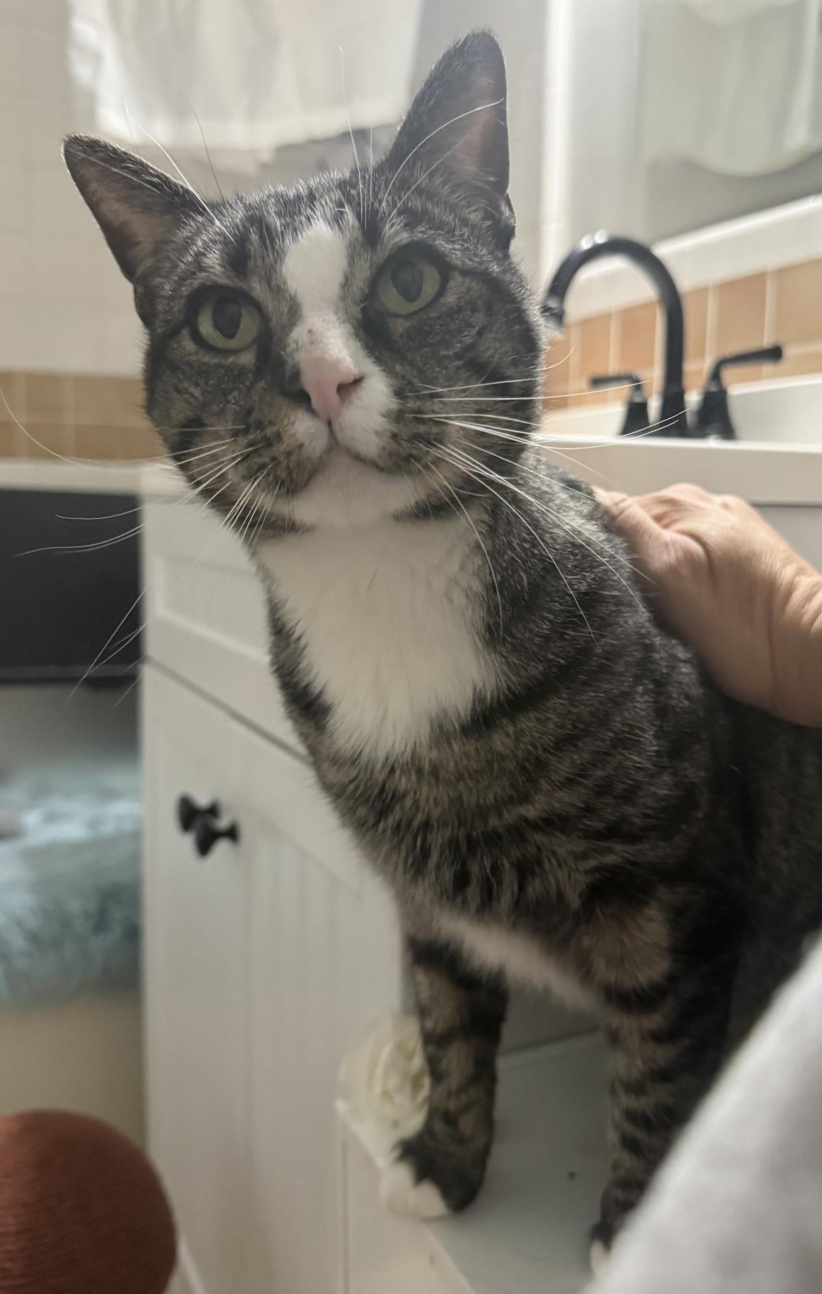 Wilson Vonmeow - Photo 3