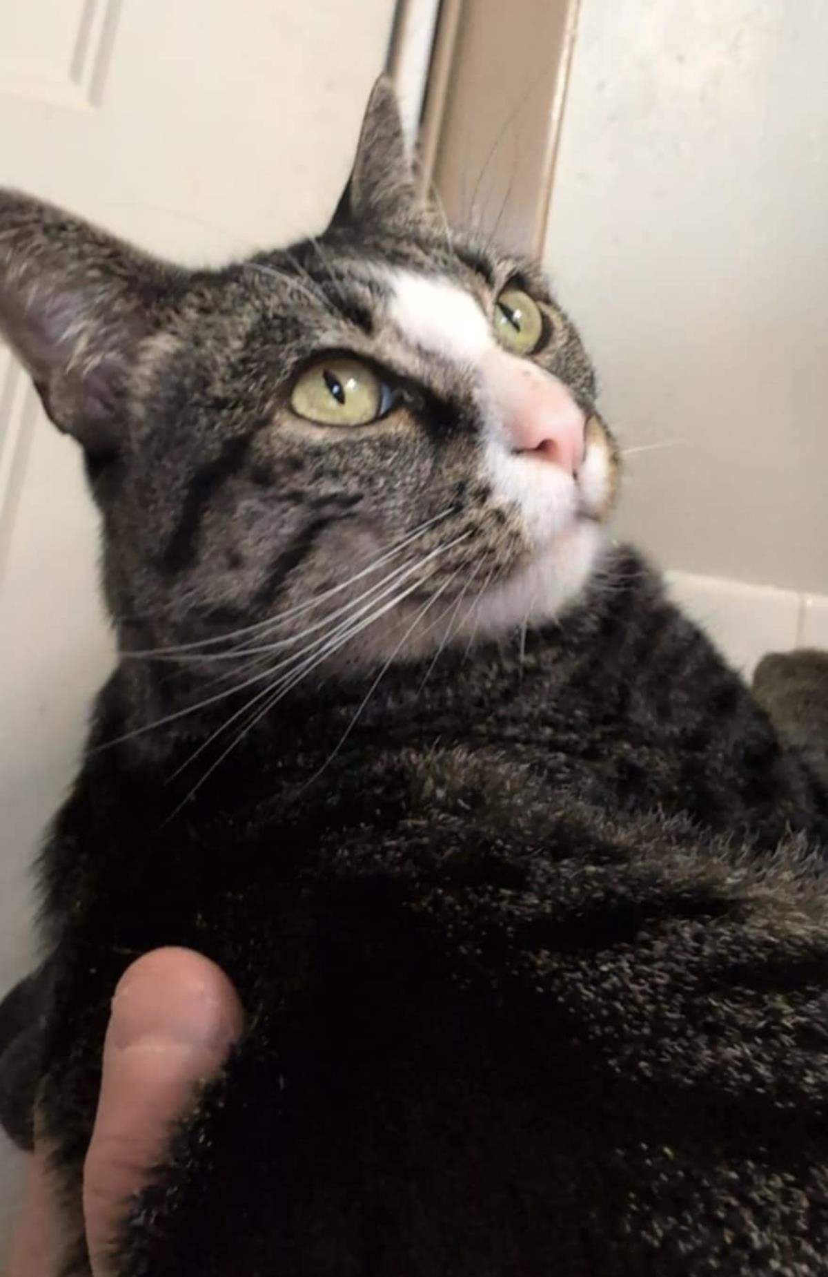 Wilson Vonmeow - Photo 4