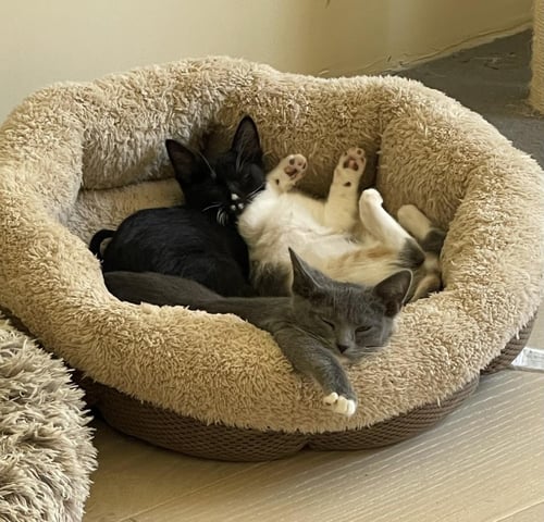 JADE LINDNER - Domestic Short Hair available for adoption