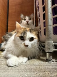 Trixie Velvetpaws (Bonded To Pixie Velvetpaws) - Photo 3