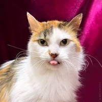 Trixie Velvetpaws (Bonded To Pixie Velvetpaws) - Photo 2