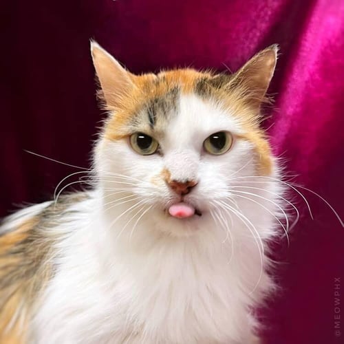 TRIXIE VELVETPAWS (BONDED TO PIXIE VELVETPAWS) - Calico / Domestic Long Hair available for adoption