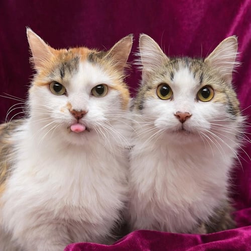 TRIXIE VELVETPAWS (BONDED TO PIXIE VELVETPAWS) - Calico / Domestic Long Hair for adoption in Chandler