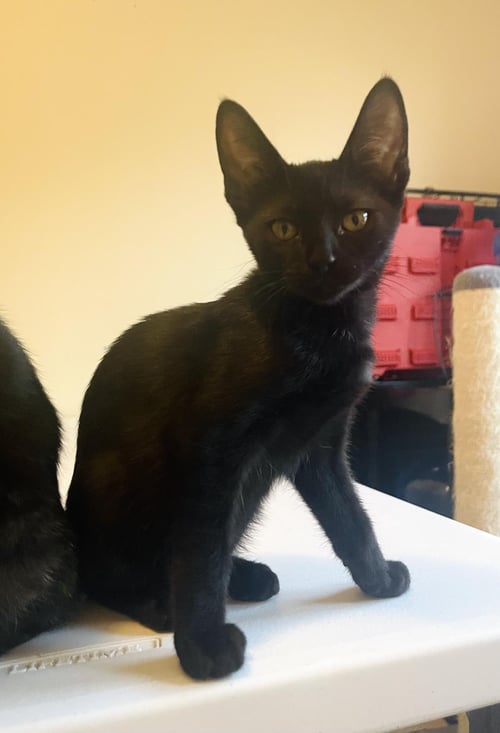 LUNA LINDNER - Domestic Short Hair available for adoption