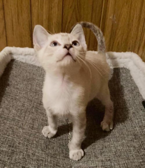 TESLA BINK - Domestic Short Hair / Siamese available for adoption