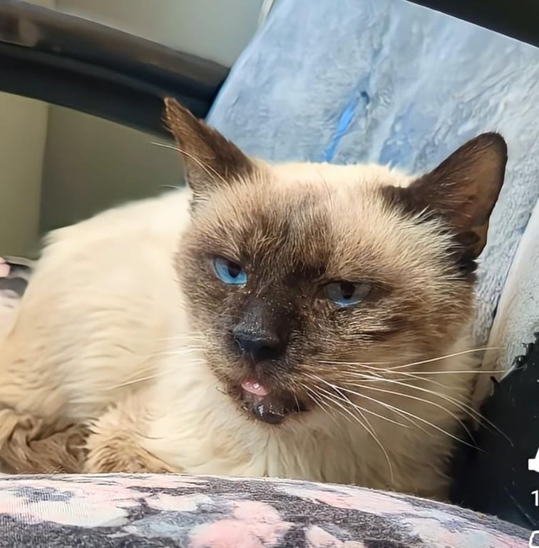 Prince Of Purringham Image