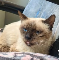 Prince Of Purringham - Photo 1