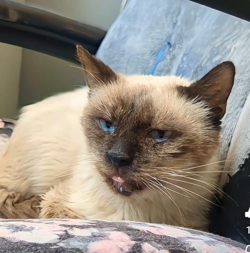 PRINCE OF PURRINGHAM - Domestic Short Hair / Siamese available for adoption